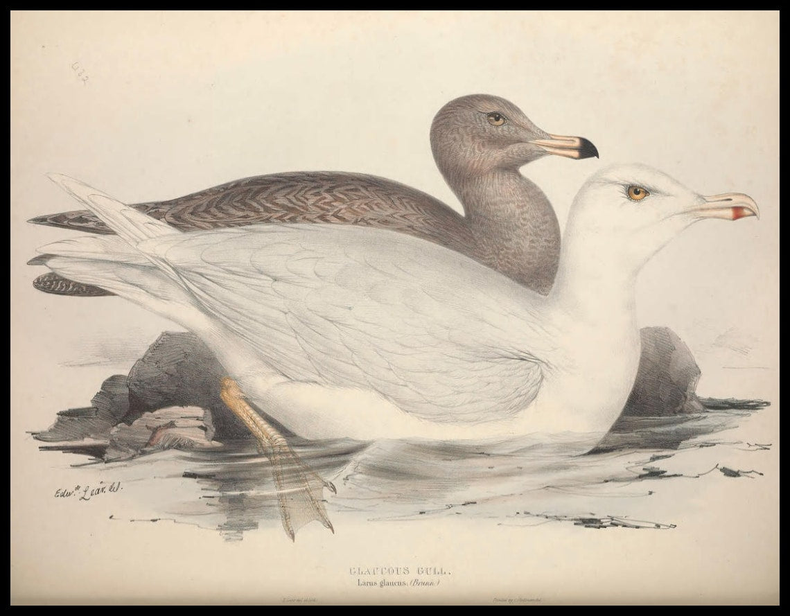 Poster Larus Glaucus
