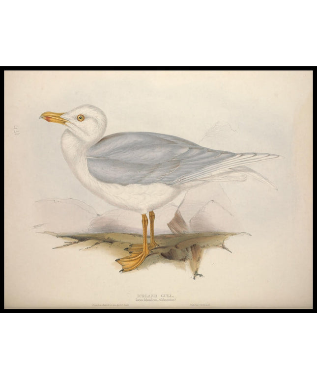 Larus Islandicus Poster