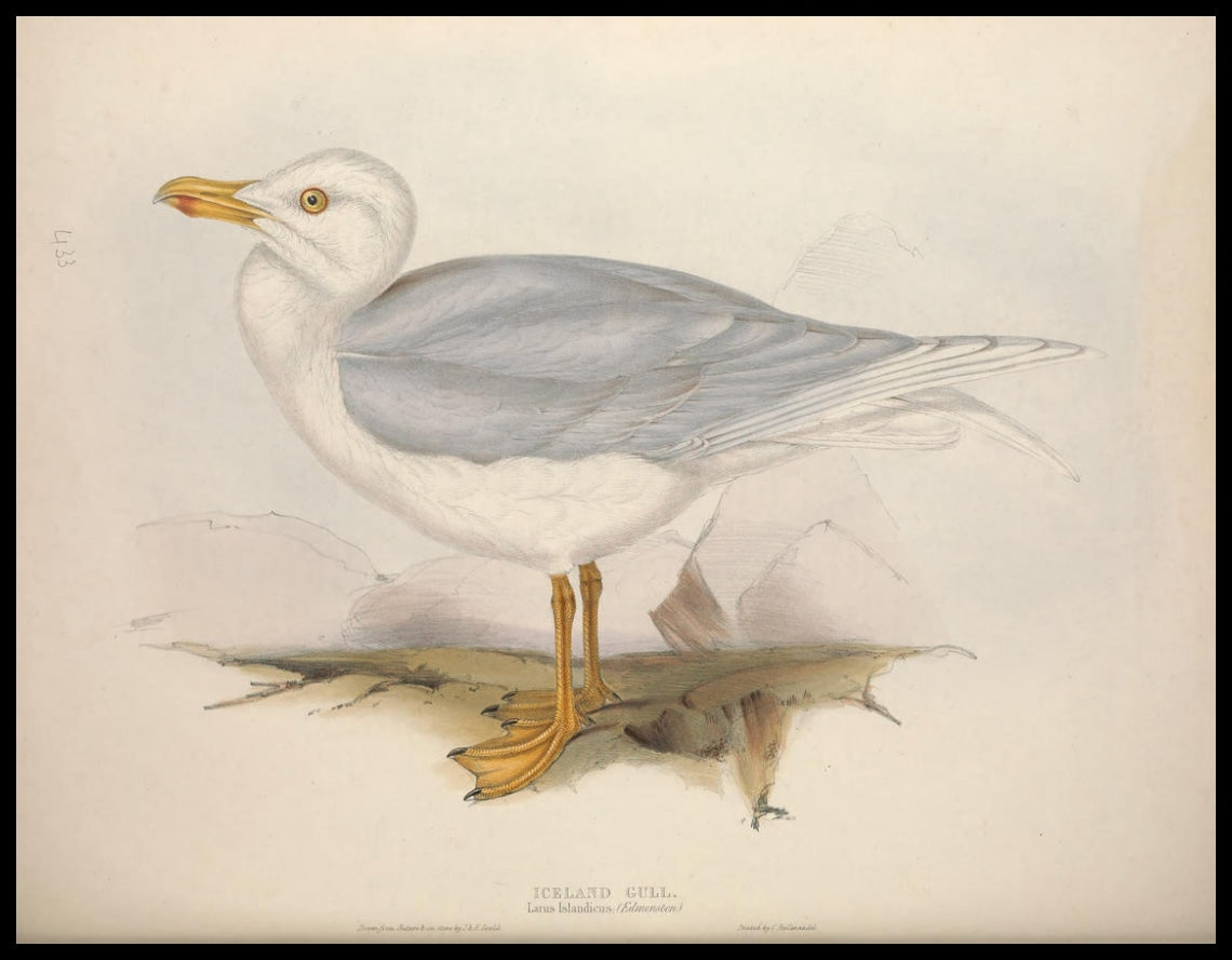 Affiche Larus Islandicus