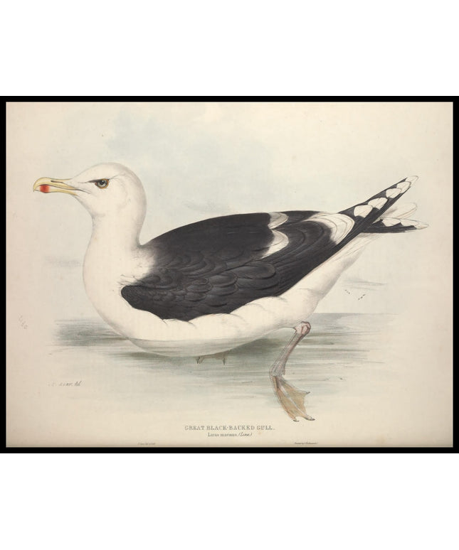 Larus Marinus Poster