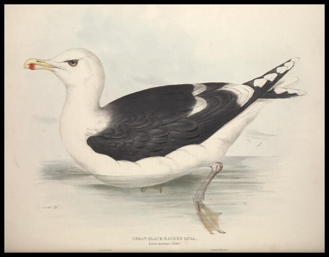 Poster Larus Marinus