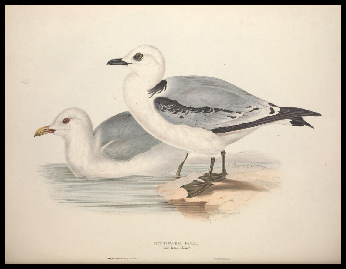 Poster Larus Rifsa