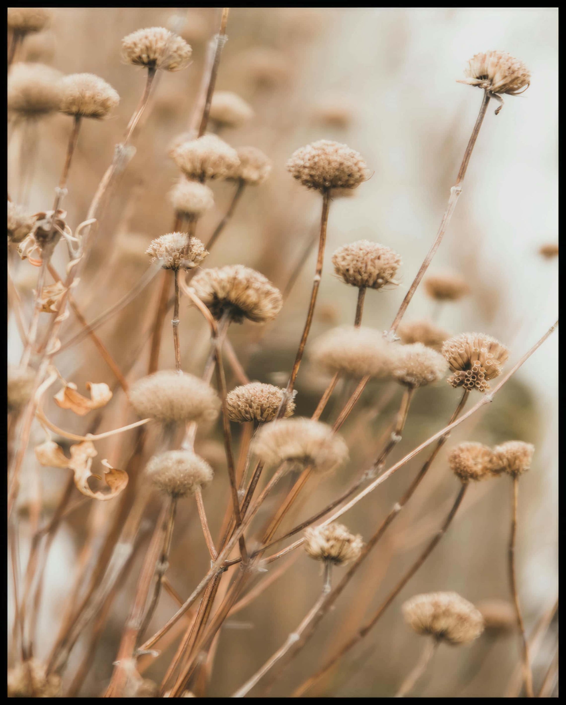 Ein Leinwandbild von vertrockneten Blumen in weichen Braun- und Beigetönen.