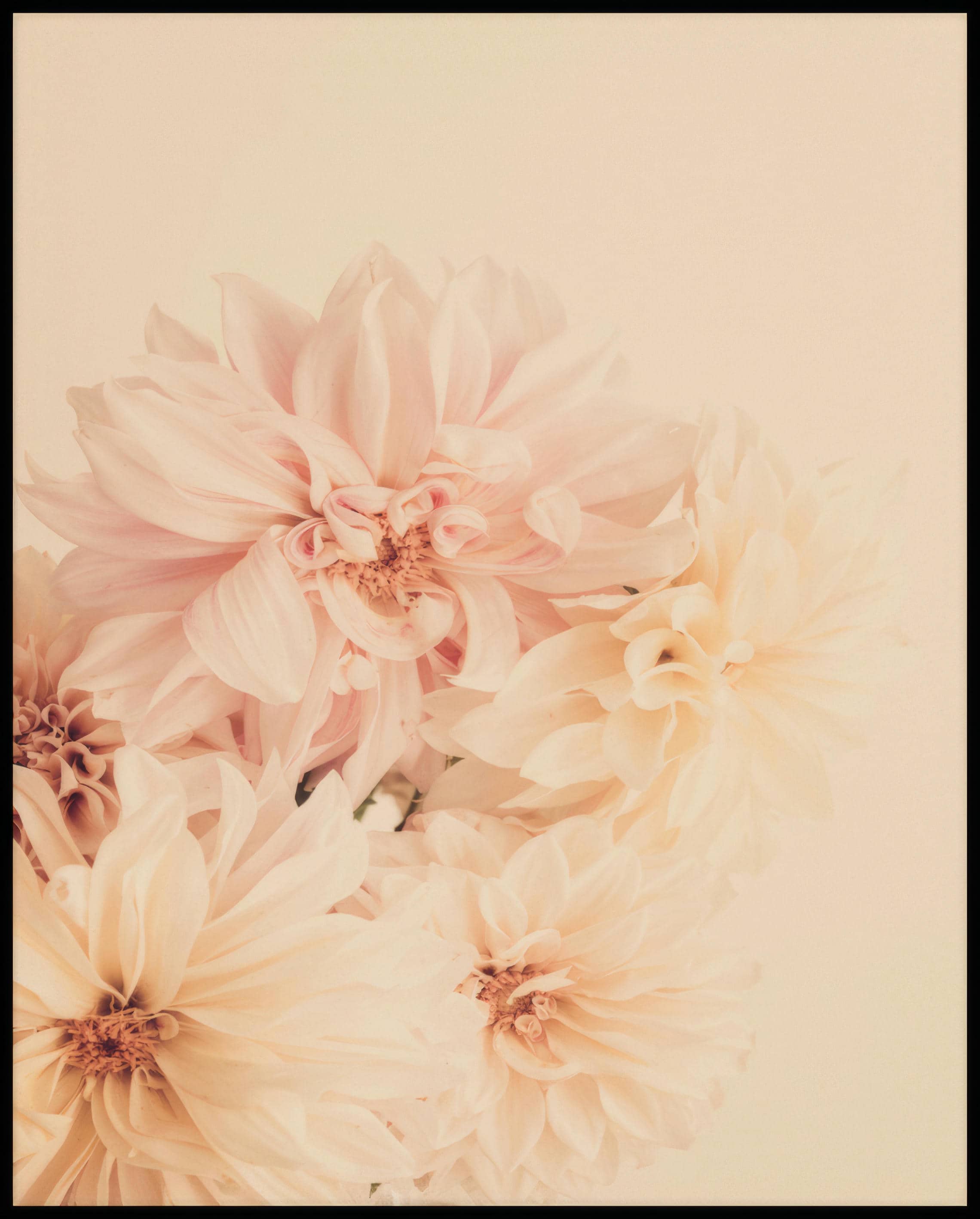 Ein Leinwandbild von zarten, pastellfarbenen Dahlienblüten.