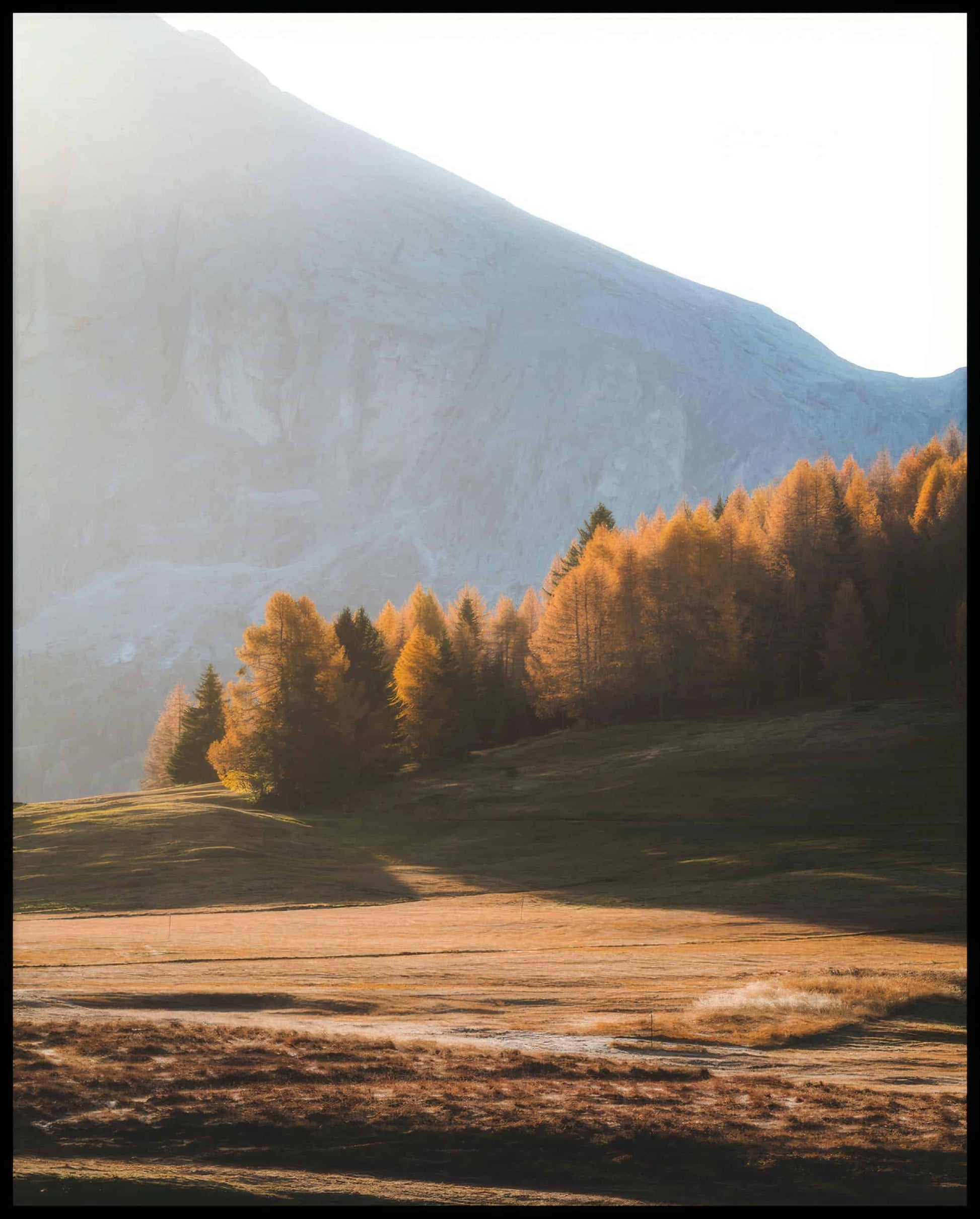 Ein Leinwandbild von einer Herbstlandschaft in den Dolomiten mit Bäumen im Sonnenlicht.