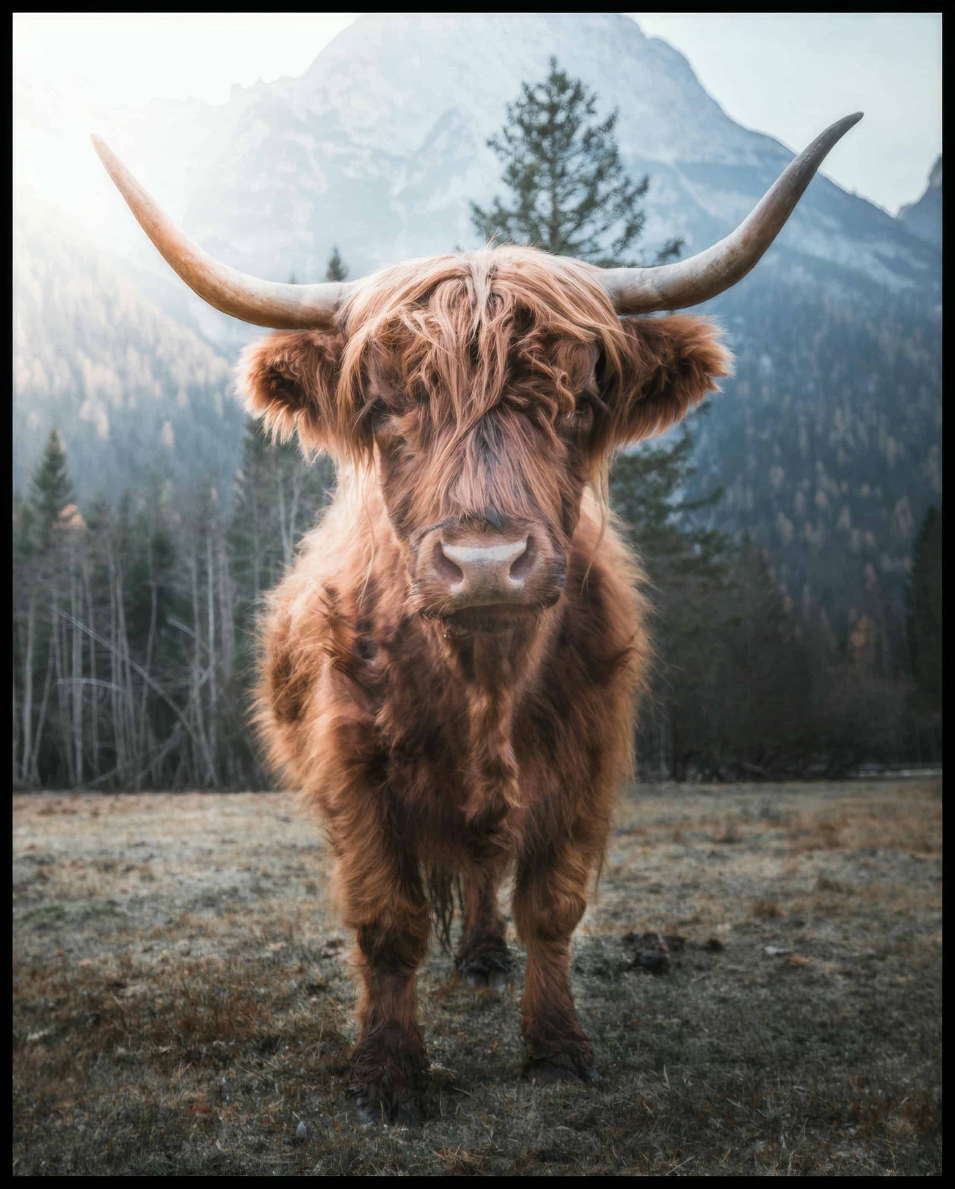 Ein Leinwandbild von einem Highland-Rind, das in einer Gebirgslandschaft steht.