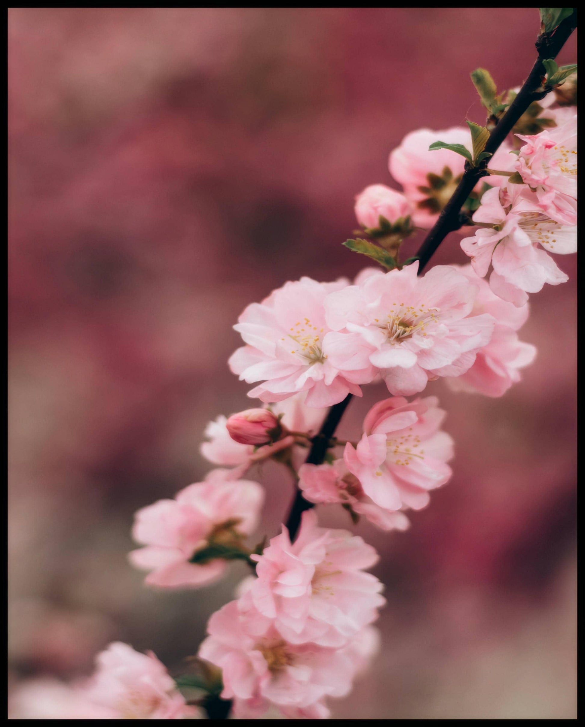 Ein Leinwandbild von einem Zweig mit zarten, rosa Kirschblüten vor einem unscharfen Hintergrund.