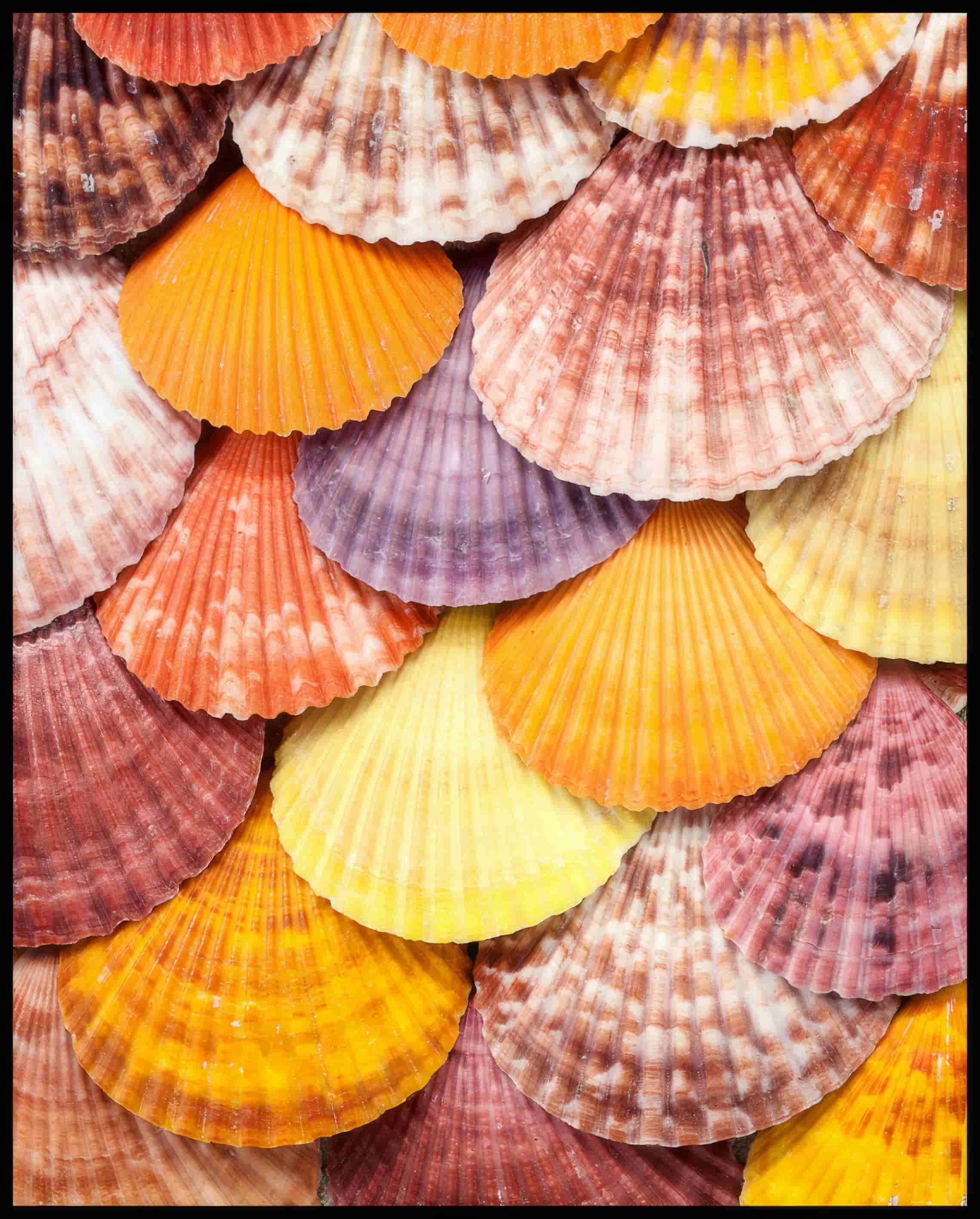 Leinwandbild einer Nahaufnahme von bunten Muscheln die nebeneinander und übereinander angeordnet sind.