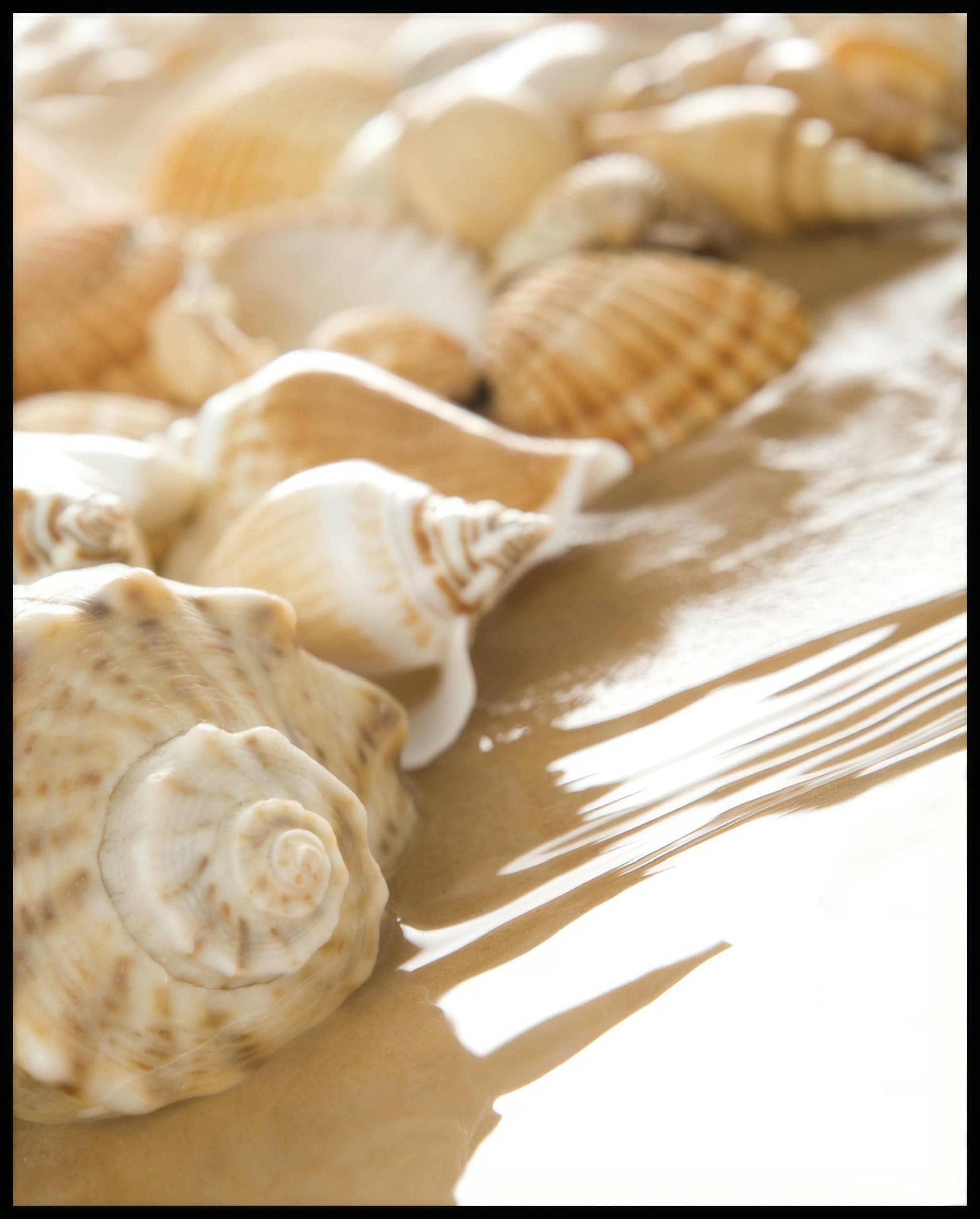 Ein Leinwandbild von Muscheln, die am Rand eines sandigen Strandes liegen, teilweise vom Wasser umspült.