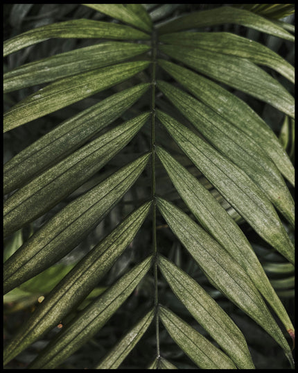 Leinwandbild einer Nahaufnahme von einem feinen, grünen Palmenblatt.