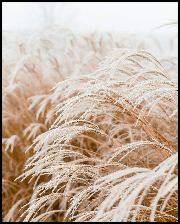 Leinwandbild von Pampasgras, das sich im Wind bewegt.