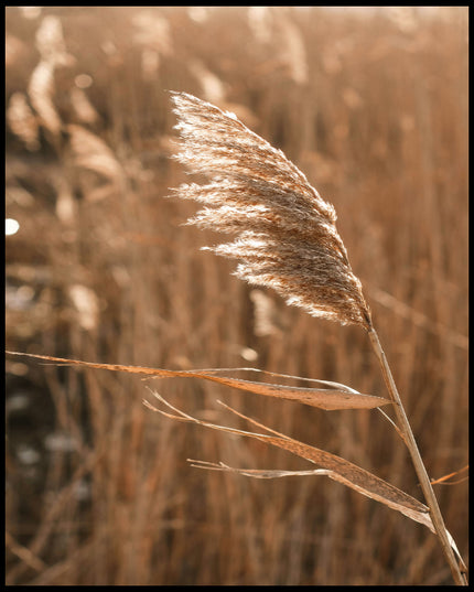 Leinwandbild einer Nahaufnahme von einer Getreidepflanze, die sich im Wind bewegt.