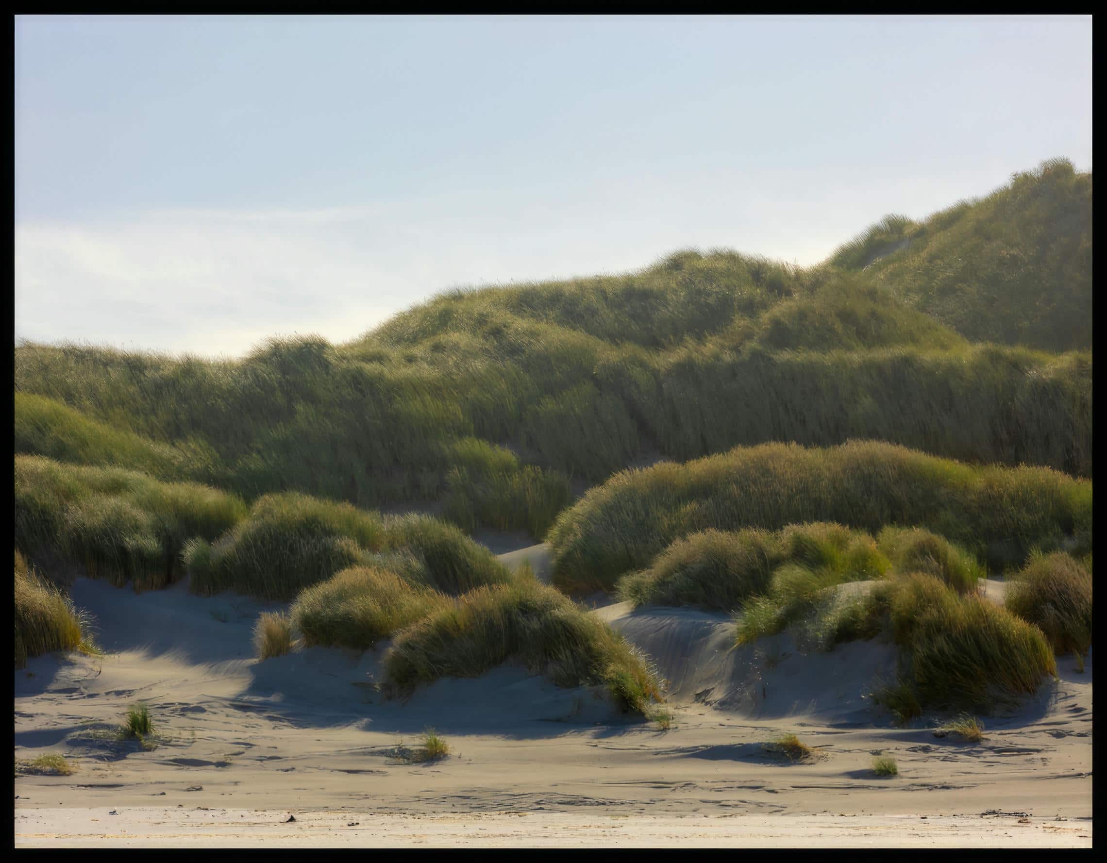 Ein Leinwandbild von Dünengras am Strand.