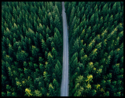 Leinwandbild aus der Vogelperspektive von einer Straße die durch einen grünen Wald führt.
