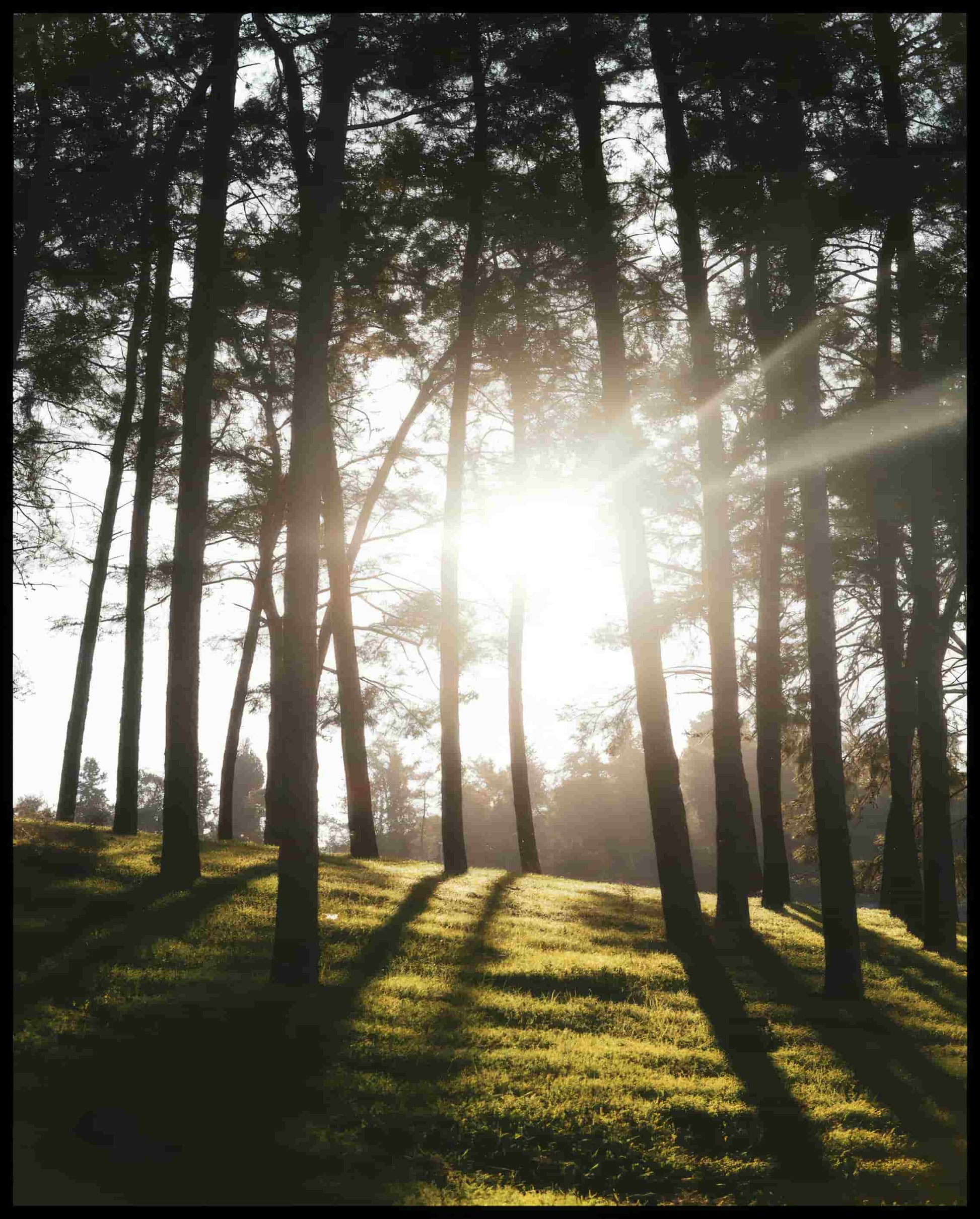 Leinwandbild von Sonnenstrahlen die durch einige schmale Bäume hindurch scheinen.