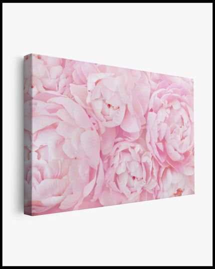 Pink Peonies Canvas