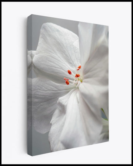 Geranium White Canvas