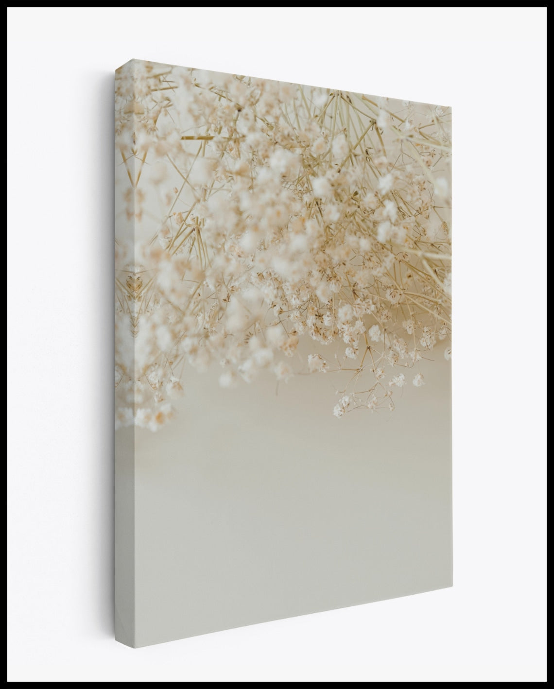 Herbes à plâtre toile