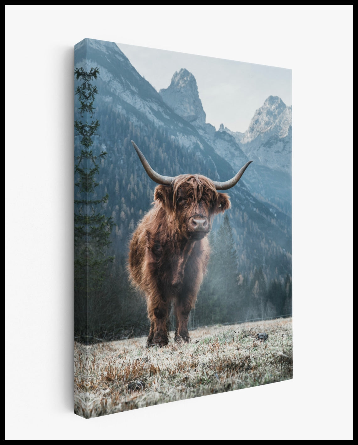 Hochlandrind Leinwand