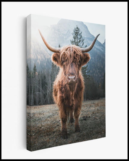 Highland Cattle Canvas