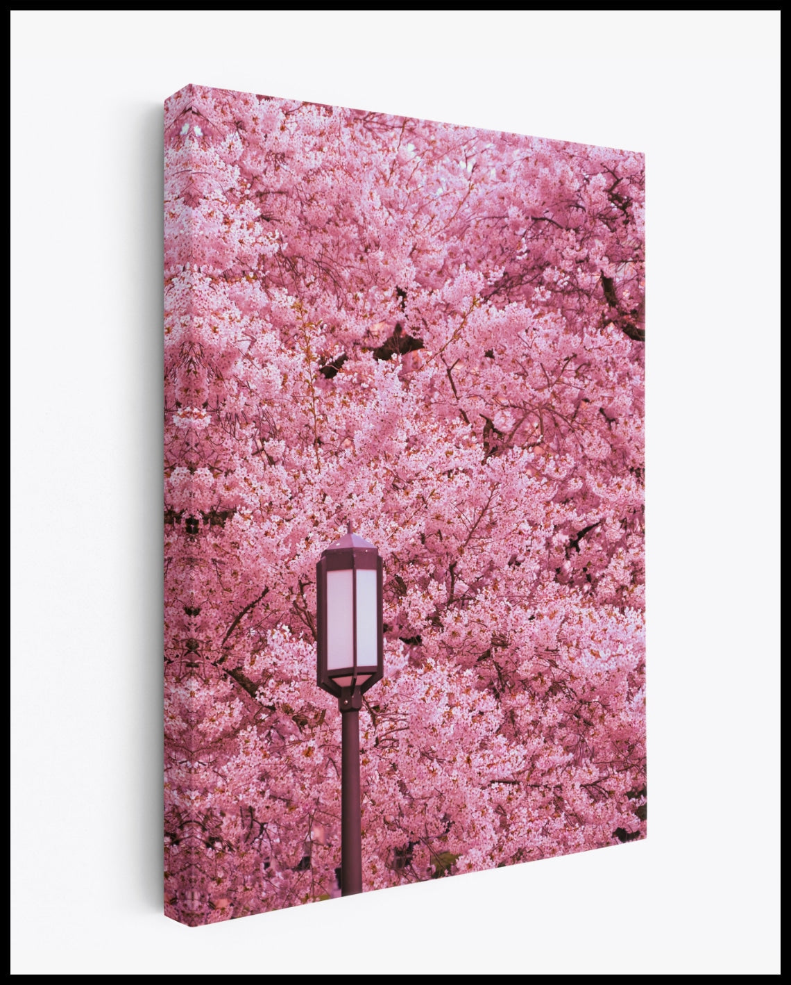 Kirschblüten Leinwand