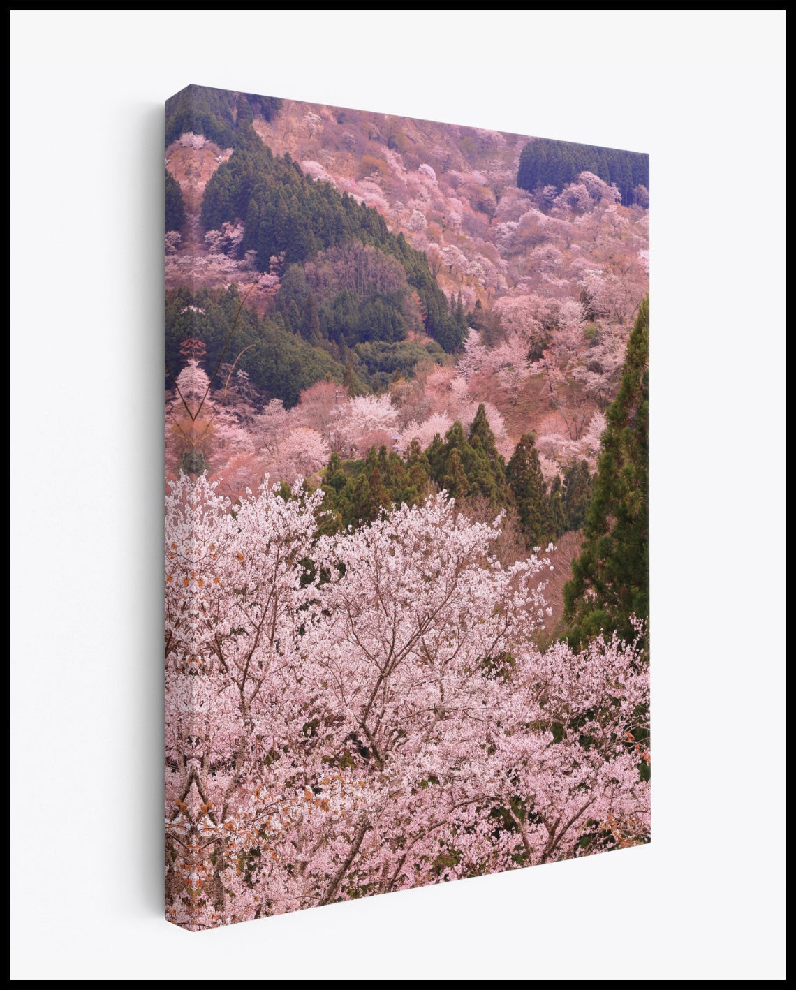 Cherry Blossom Valley Canvas