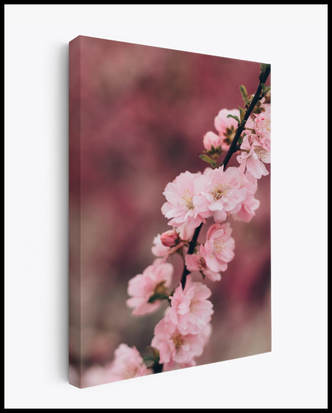 Toile Fleurs de cerisier