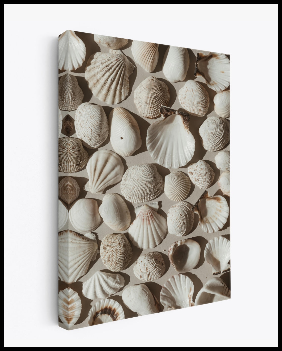 Toile de coquillages