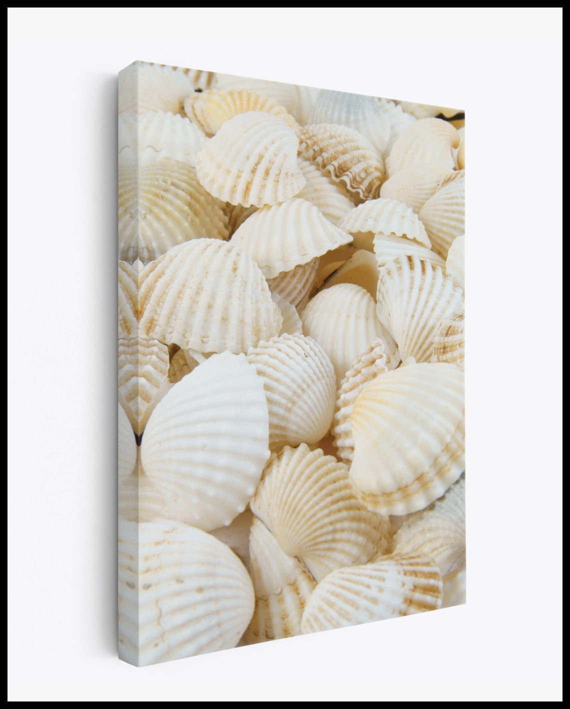 Muscheln Leinwand