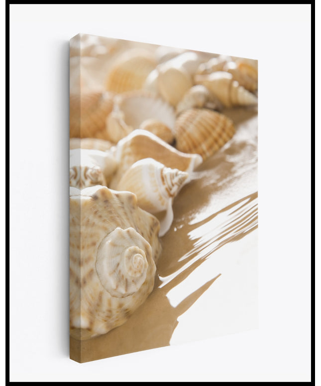 Muscheln Leinwand