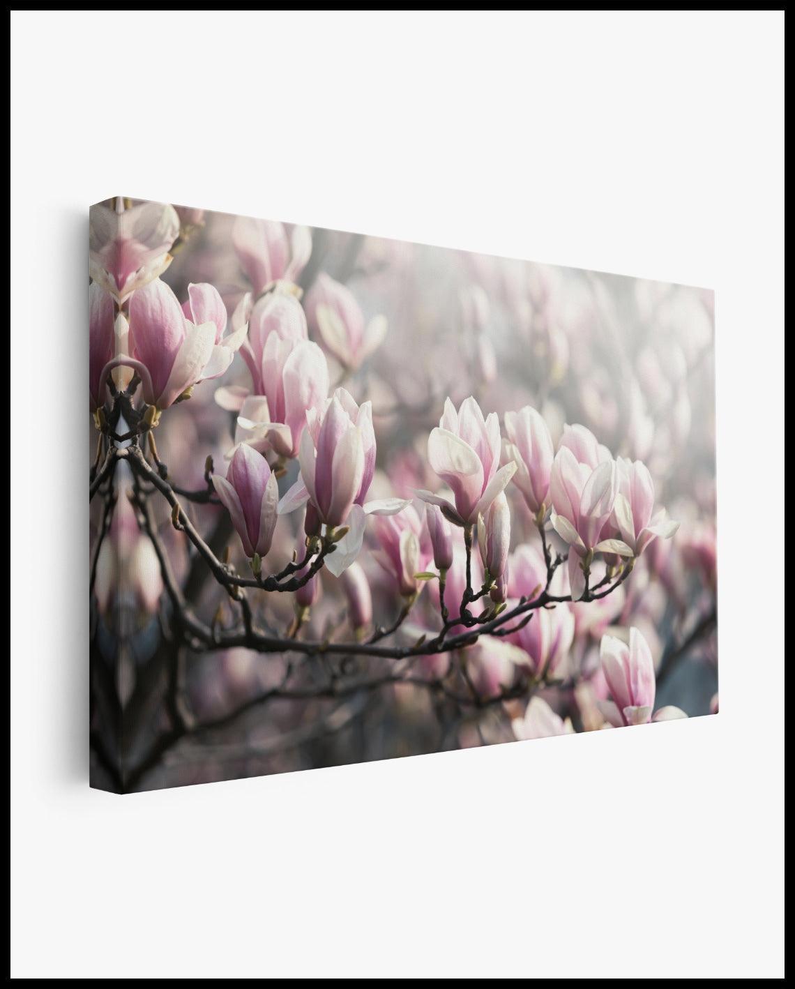 Pink Magnolia Canvas