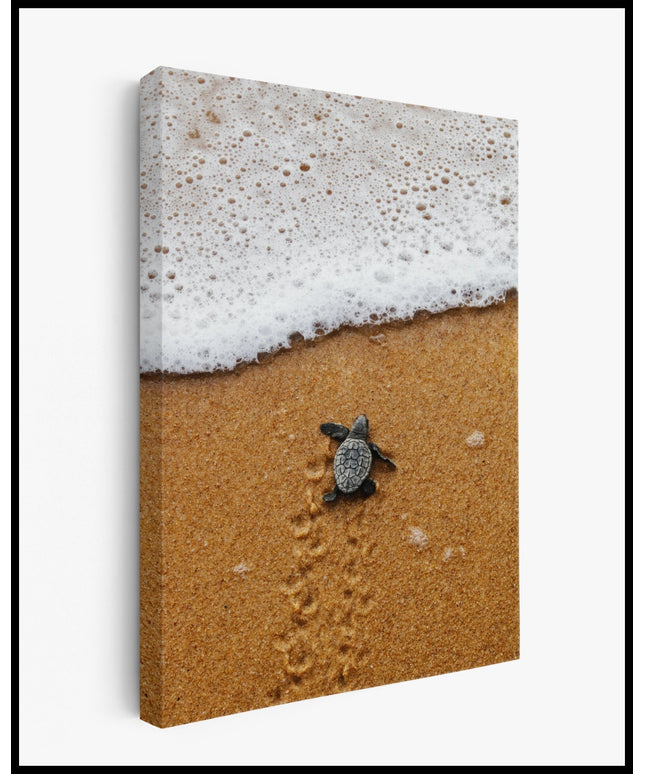 Schildkröten Leinwand