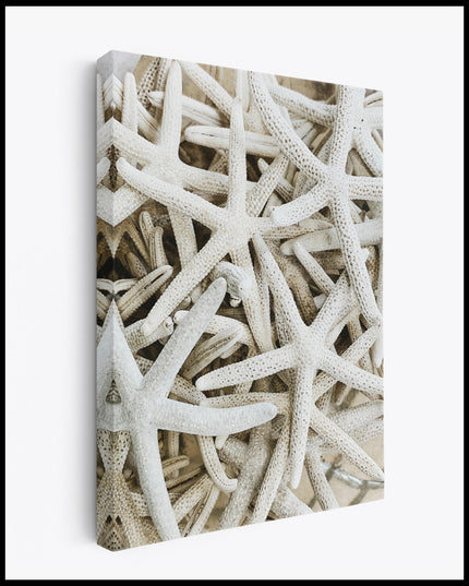 White Starfish Canvas