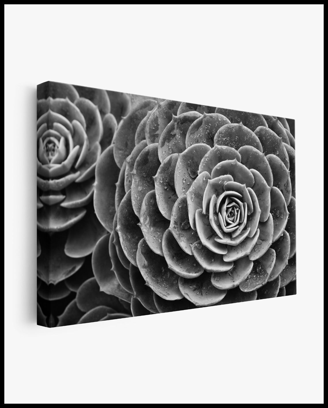 Black and White Succulent Canvas