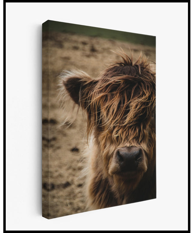 Hochlandrind Leinwand