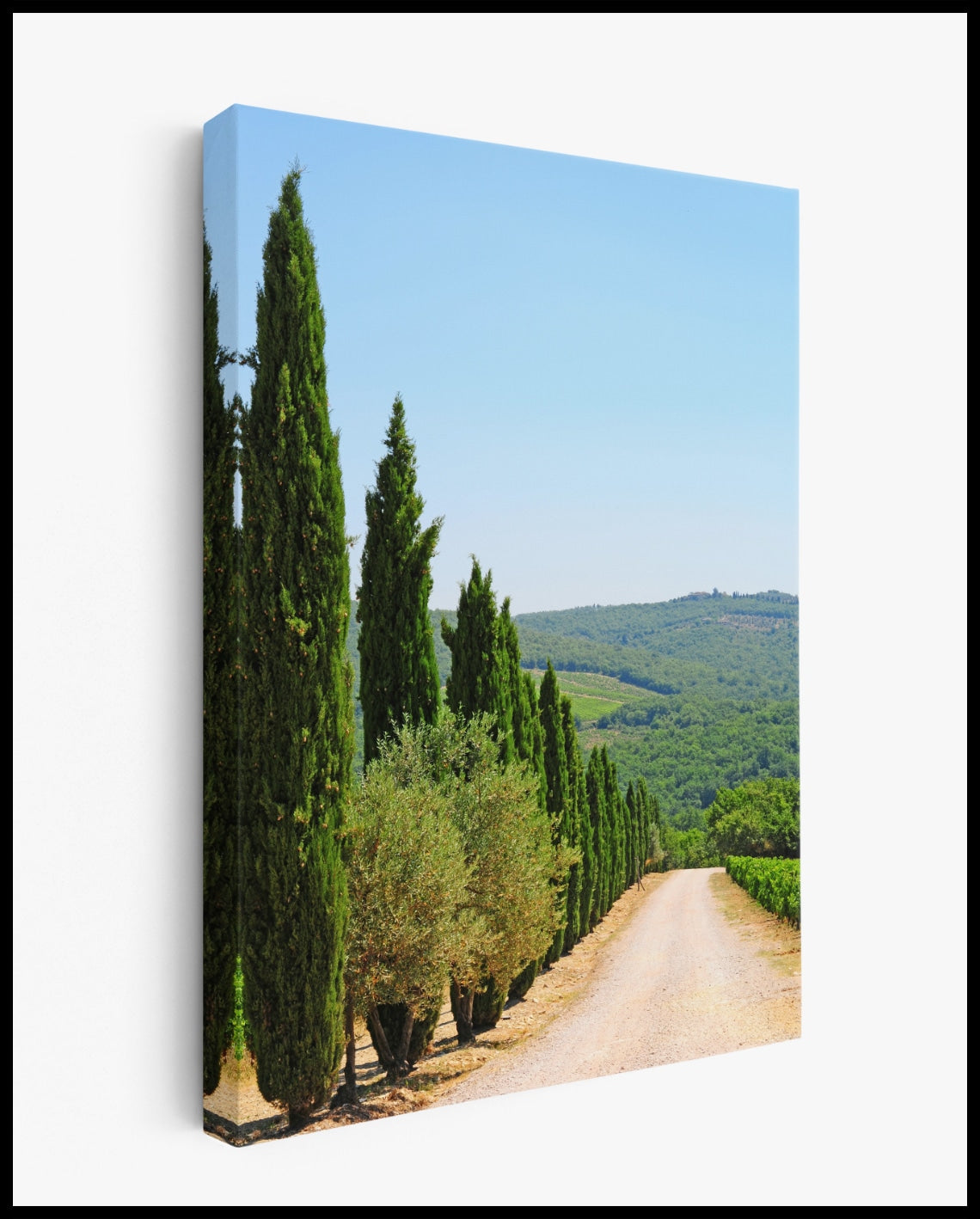 Toile de cyprès