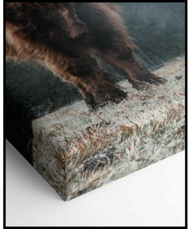 Hochlandrind Leinwand