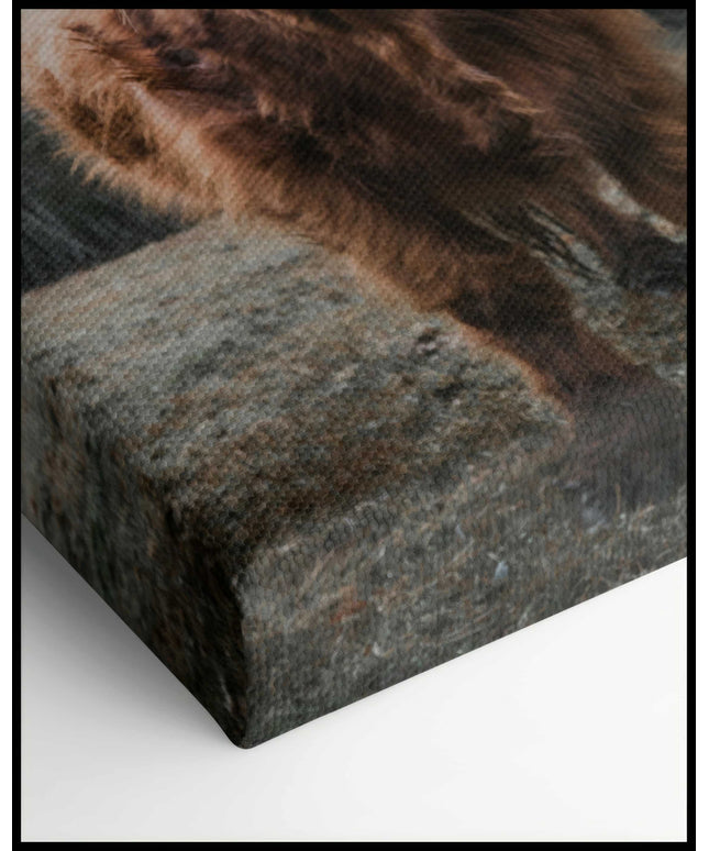 Hochlandrind Leinwand