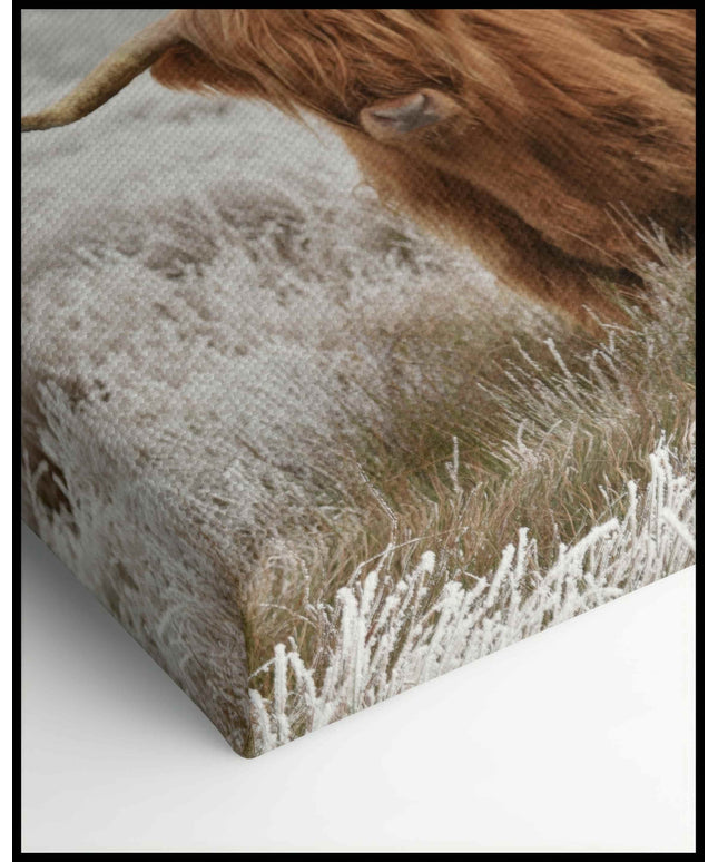 Hochlandrinder Leinwand