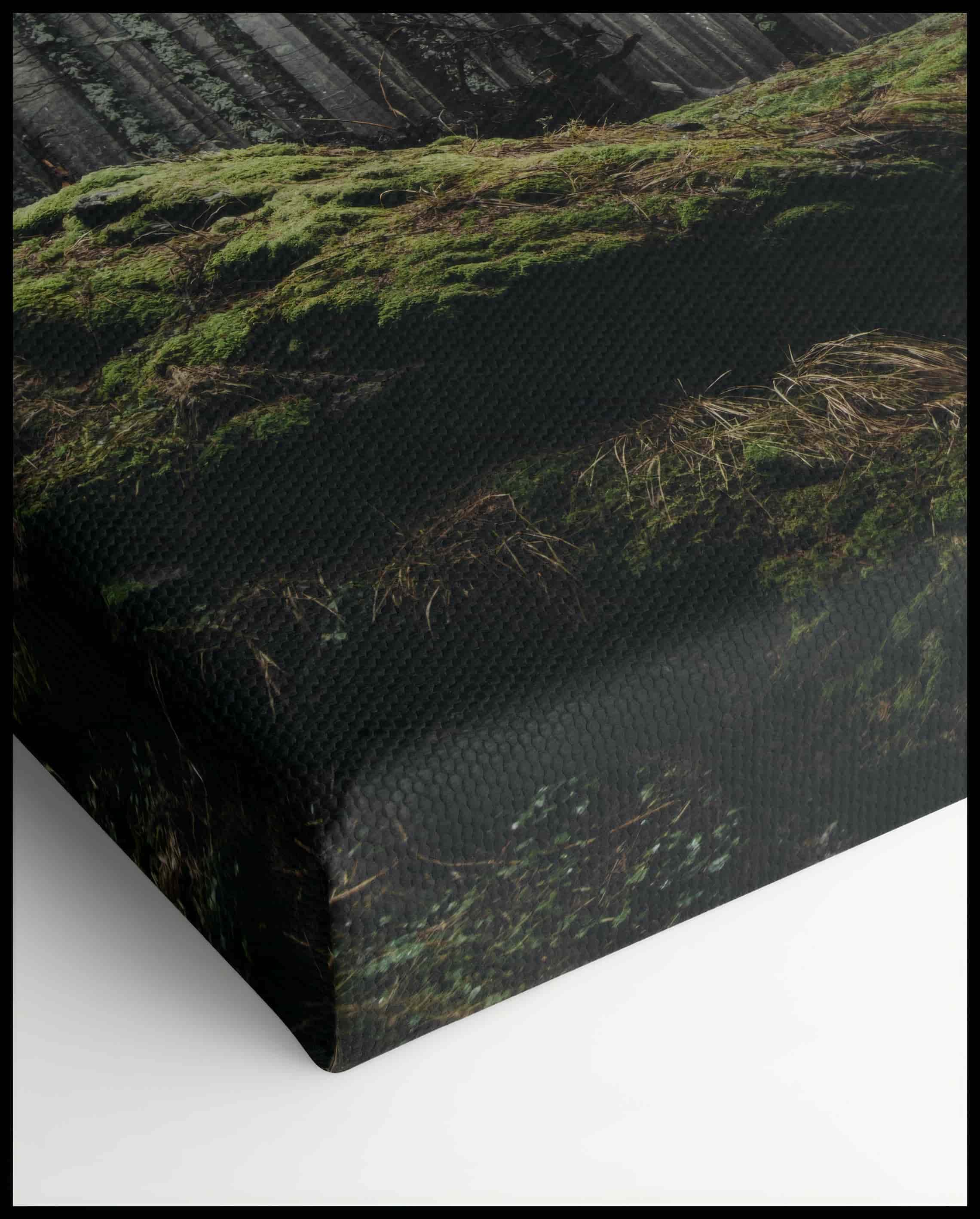 Moss in the mystical Forest Canvas