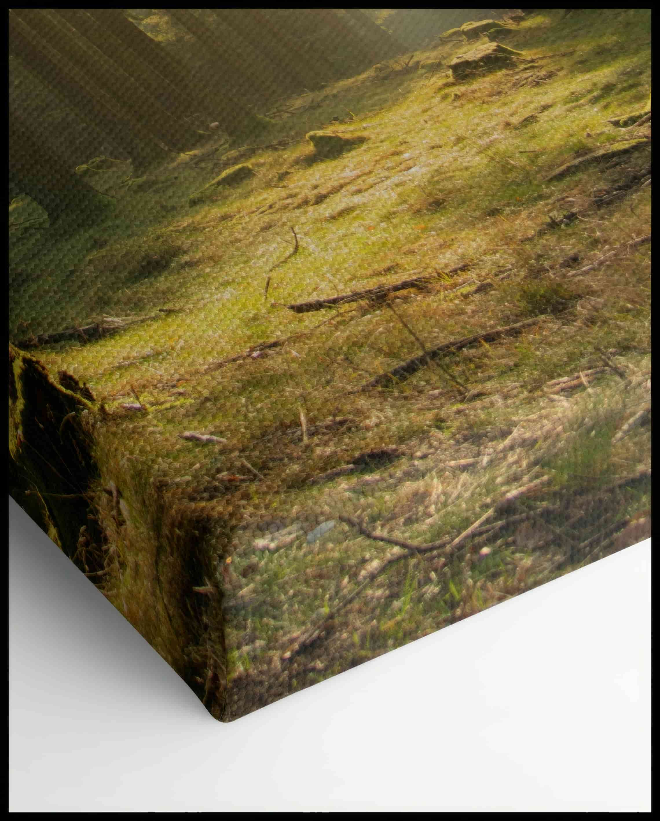 Forest Sunshine Canvas