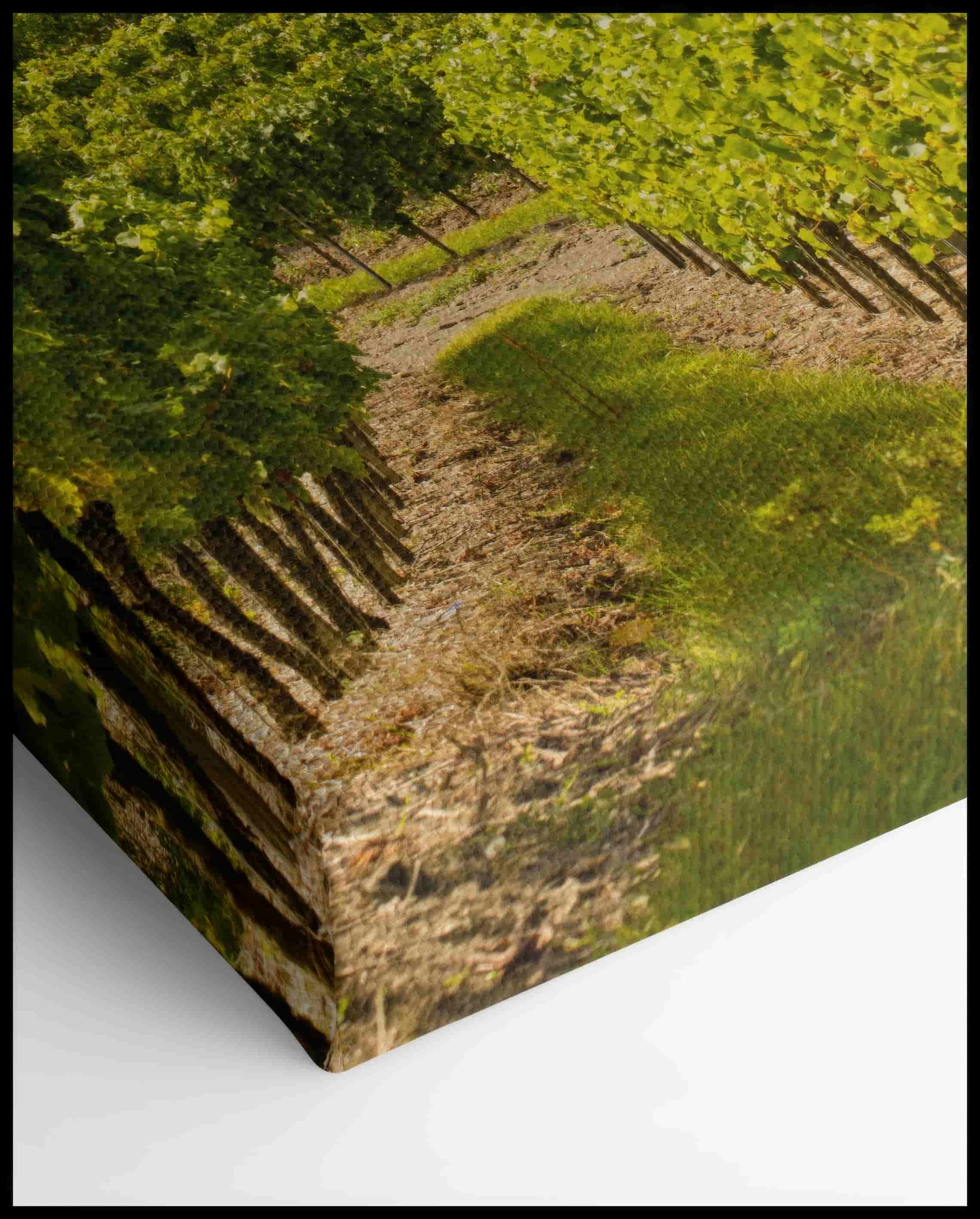 Weinberg Leinwand