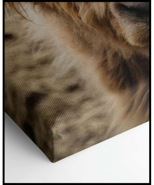 Hochlandrind Leinwand