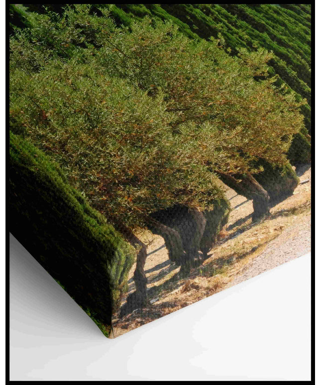 Zypressen Leinwand