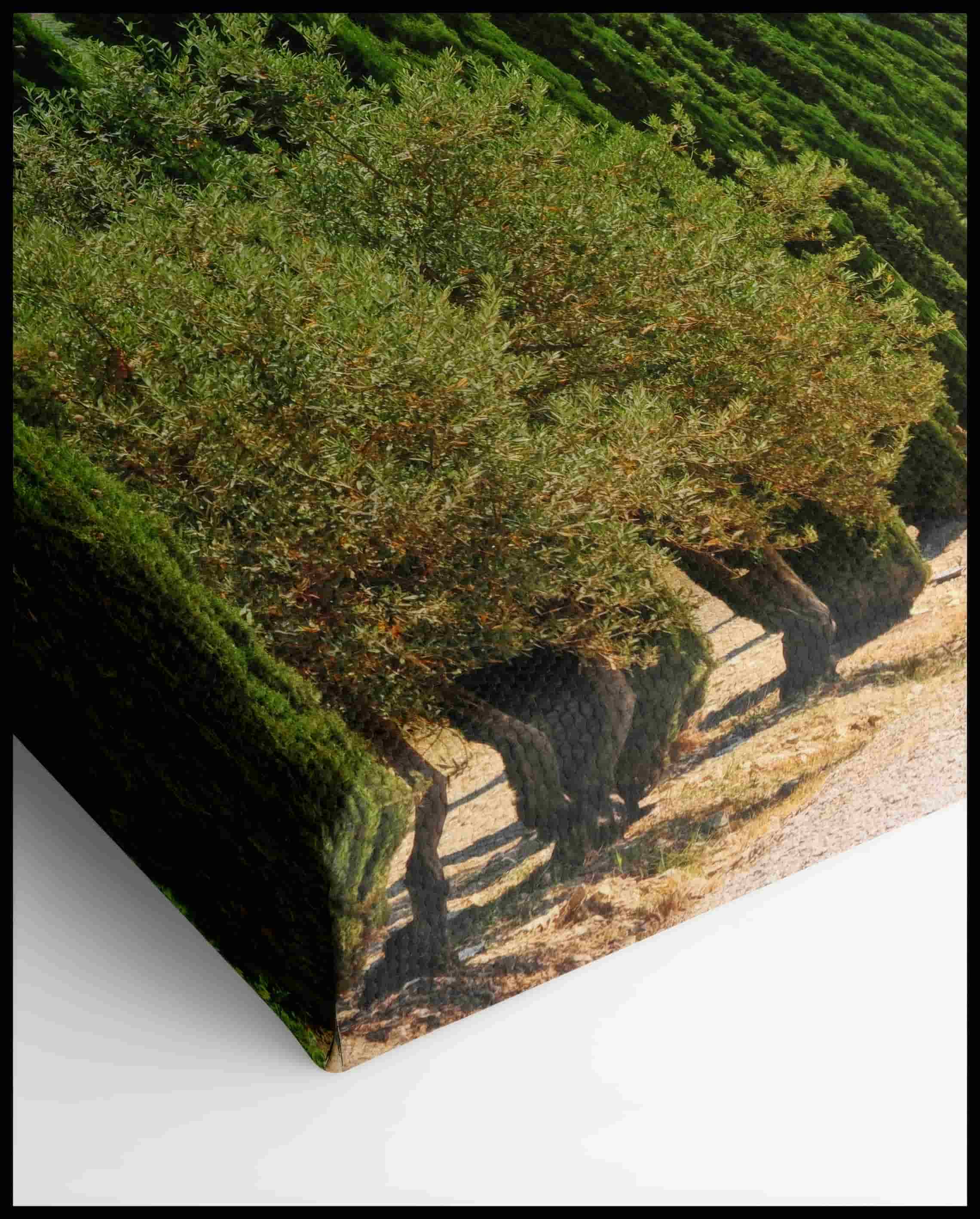 Toile de cyprès