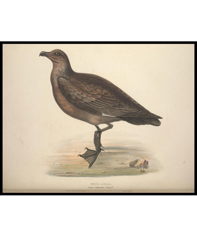 Lestris Catarractes Poster