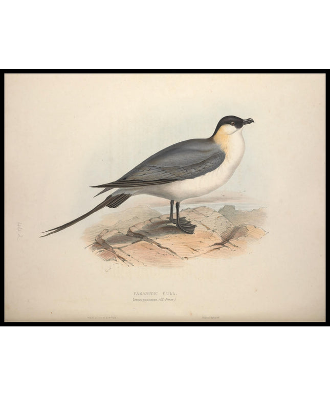 Lestris Parasiticus Poster