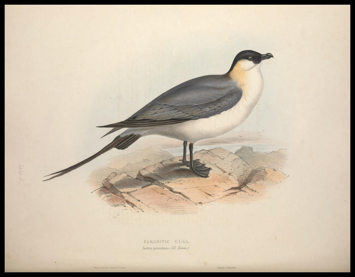 Lestris Parasiticus Poster