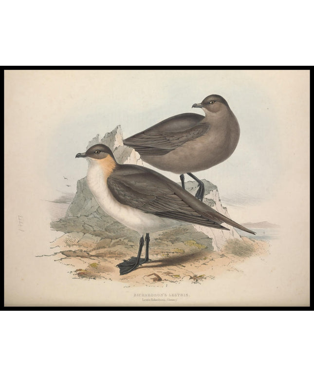 Lestris Richardsonii Poster