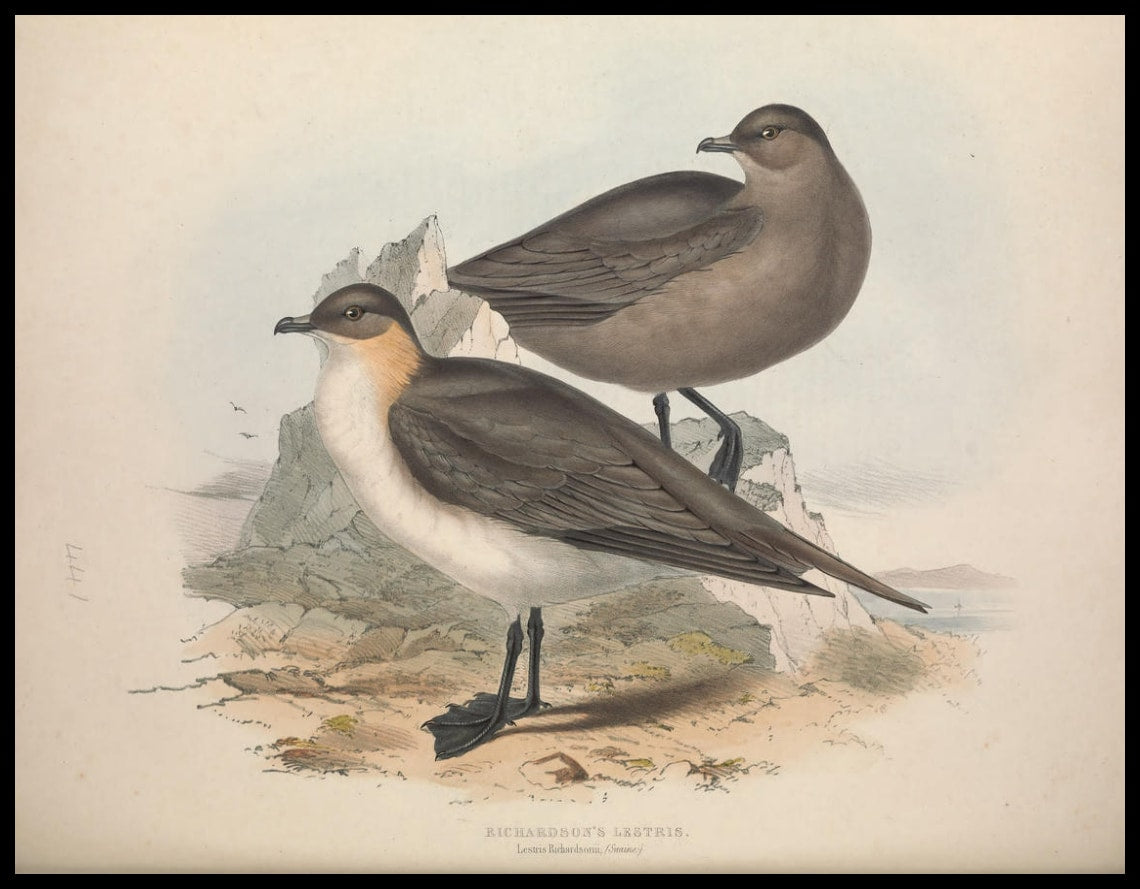 Lestris Richardsonii Poster